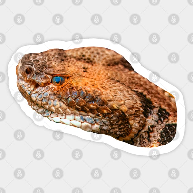 Cane Break Rattlesnake Sticker by dalyndigaital2@gmail.com